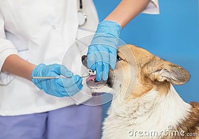 Gloved veterinarian examines the mouth and teeth of a red Corgi dog with a dental mirror Stock Photo