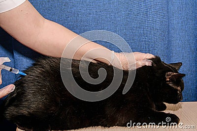 Gloved veterinarian injects domestic black cat Stock Photo