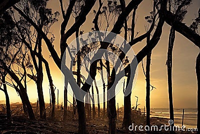 Glow of fire on forest outskirts view from charred tree trunk landscape. Burning fire flame and smoke, Bushfire against Stock Photo