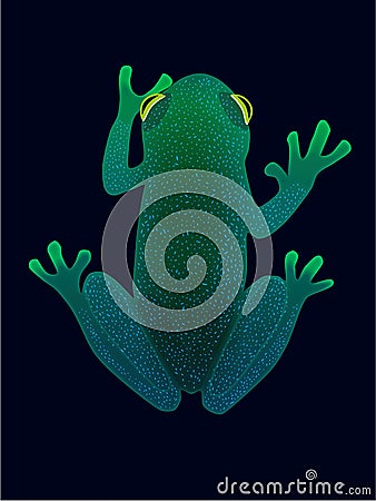 The cool and soothing green and blue slope snouted glass frog Stock Photo