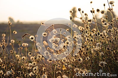 Glow grass Stock Photo