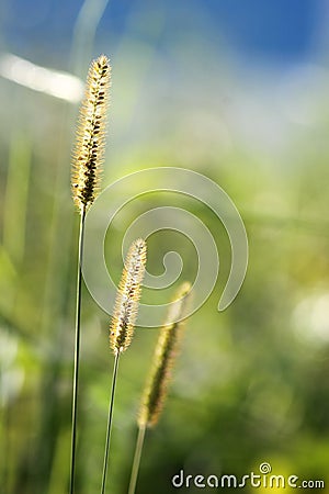 glow grass flower in nature Stock Photo