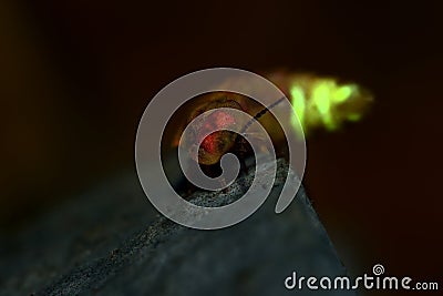 Glow Worm - Lampyris noctiluca Stock Photo