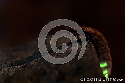 Glow Worm - Lampyris noctiluca female in the night, midnight in Croatia, luring males Stock Photo