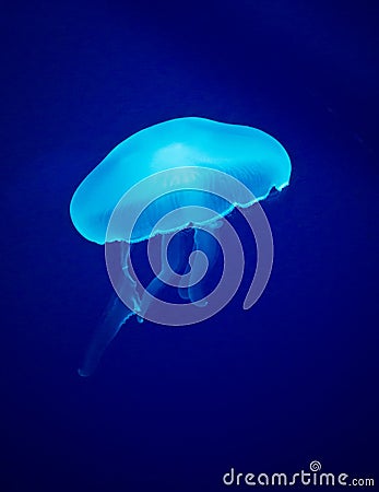 Glowing Blue Jellyfish Stock Photo