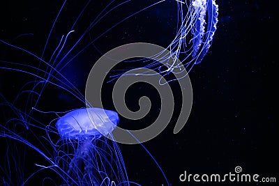 Glowing Blue Jellyfish Stock Photo