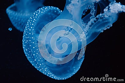 A glowing blue jellyfish with spotted patterns floats gracefully in the ethereal deep blue sea Stock Photo