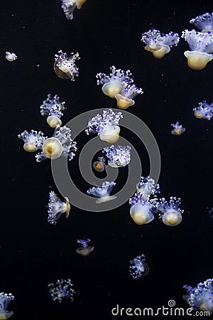 Glowing Blue Jellyfishes. Stock Photo