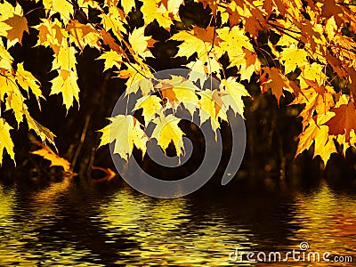 Glowing canopy over water Stock Photo