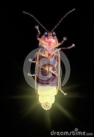 Glowing Firefly Stock Photo