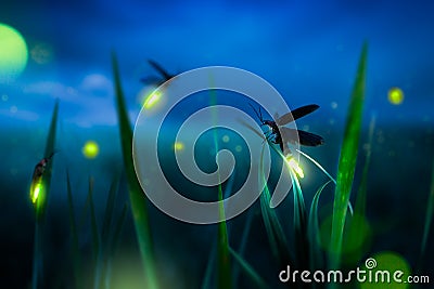 Firegly on a grass field at night Stock Photo