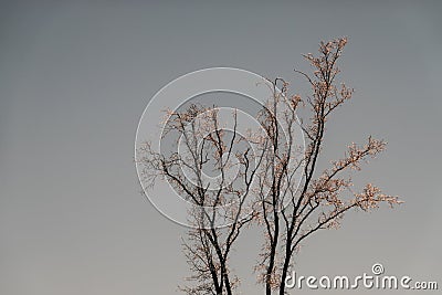 glowing frozen drops on a tree without leaves during sunset Stock Photo