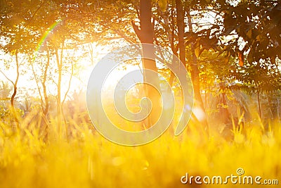 Glowing garden on springtime morning Stock Photo