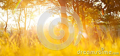 Glowing garden on springtime morning Stock Photo