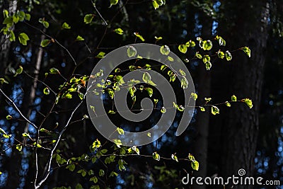 glowing green leaves in the sun Stock Photo