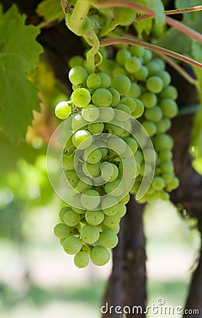 Glowing green wine grapes Stock Photo