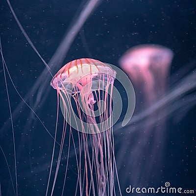 Glowing jellyfish chrysaora pacifica underwater Stock Photo