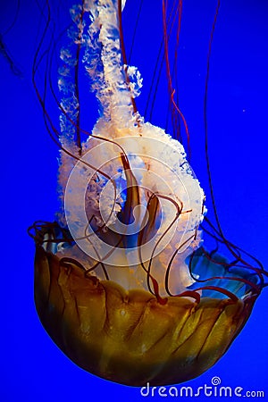 Glowing Jellyfish Dance in Deep Blue Ocean Depths, Tennessee Aquarium Stock Photo