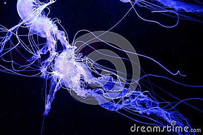 Glowing Jellyfish in the Ocean Stock Photo