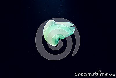 Glowing Jelly Fish in Deep Black Water Stock Photo
