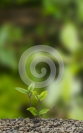 Glowing plant Stock Photo