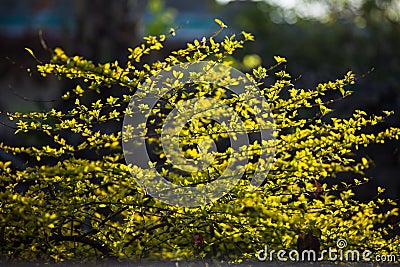 Glowing plant Stock Photo