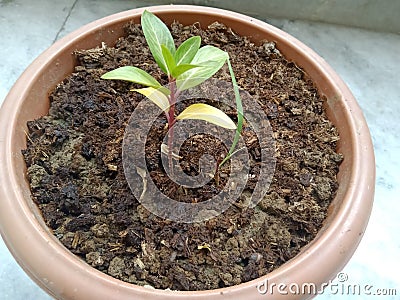 Glowing plant in pot Stock Photo