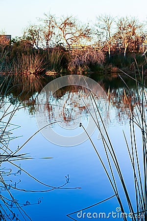 Glowing pond with plant reflections, plants on shoreline in golden Stock Photo