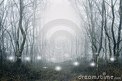 Glowing spooky, supernatural white lights and orbs floating in a forest on a moody, misty winters day Stock Photo