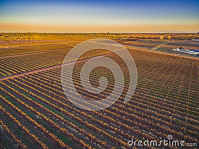 Glowing sunset over vineyards in Riverland. Stock Photo