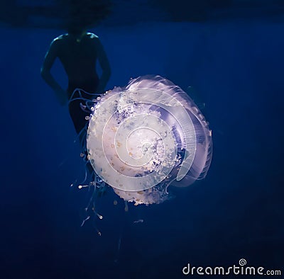 Glowing White Crown Jellyfish in Dark Blue Water with Snorkeler Silhouette Stock Photo