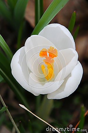 Glowing White Pure Crocus Stock Photo