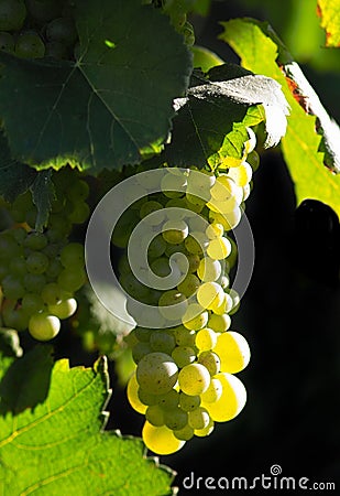 Glowing wine grapes Stock Photo