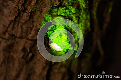 Glowworm macro, female at night Stock Photo