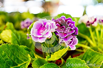 Gloxinia flowering colorful houseplants Stock Photo