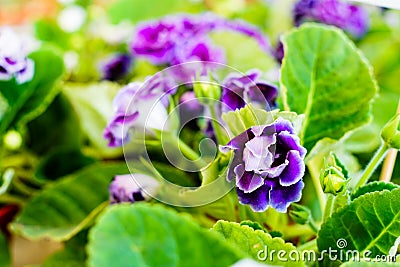 Gloxinia flowering colorful houseplants Stock Photo