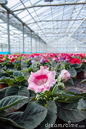 Gloxinia flowering colorful houseplants cultivated as decorative Stock Photo