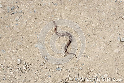 Gloydius halys snake Stock Photo