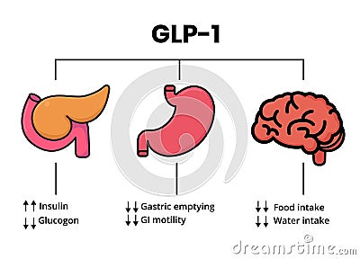 GLP-1 mechanism of action. Glucagon-like peptide target organs Vector Illustration