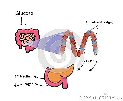 GLP-1 release by the cells of the small intestine and colon. L-cells produce glucagon-like peptide in response to glucose Vector Illustration