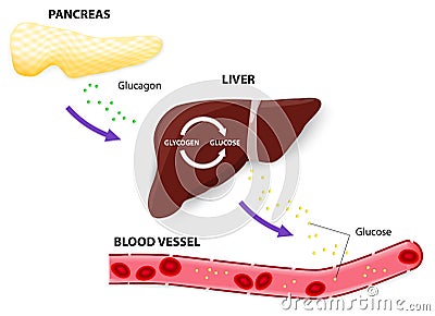 Steroid hormone response elements