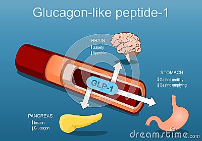 Glucagon-like peptide-1. GLP-1 from blood vessel to pancreas, brain and stomach Vector Illustration