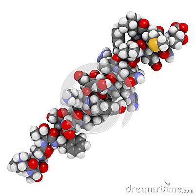 Glucagon peptide hormone. 3D rendering. Has blood sugar level increasing effects, balancing the effect of insulin. Atoms are Stock Photo