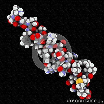 Glucagon peptide hormone, 3D rendering. Has blood sugar level increasing effects, balancing the effect of insulin. Atoms are Stock Photo