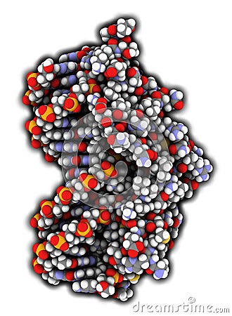 Glucocorticoid receptor, DNA binding domain bound to a DNA double strand Stock Photo