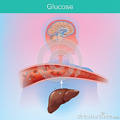 Glucose is a sugar that the body creates naturally by chemical process from the liver. Glucose is important to various cells. Stock Photo