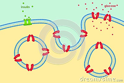 Glucose transport through cell membrane via Vector Illustration