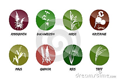 Cereals wheat barley rye spelled oat grainsamaranth buckwheat Vector Illustration