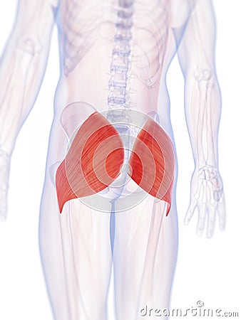 The gluteus maximus Cartoon Illustration