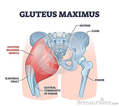 Gluteus maximus muscle as medical hip and leg medical anatomy outline diagram Vector Illustration
